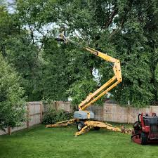 Best Sod Installation  in Paris, TX