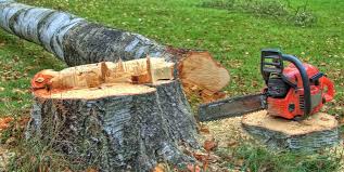 Best Tree Health Inspection  in Paris, TX