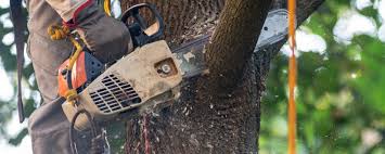 Paris, TX Tree Services Company