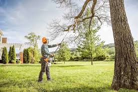 Best Tree Preservation Services  in Paris, TX