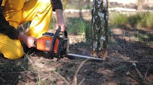 Best Weed Control  in Paris, TX