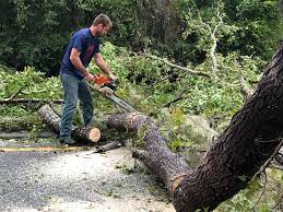  Paris, TX Tree Services Pros