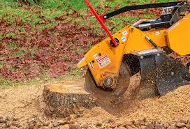 Best Tree Maintenance Programs  in Paris, TX