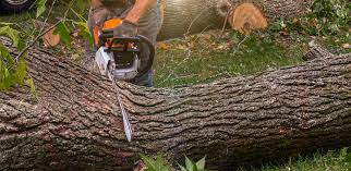 Best Lawn Watering Services  in Paris, TX