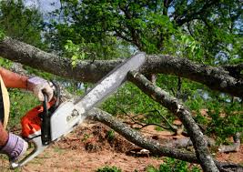 Best Seasonal Cleanup (Spring/Fall)  in Paris, TX