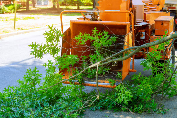 Best Tree Mulching  in Paris, TX