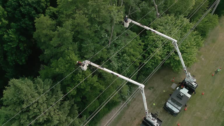 Best Root Management and Removal  in Paris, TX