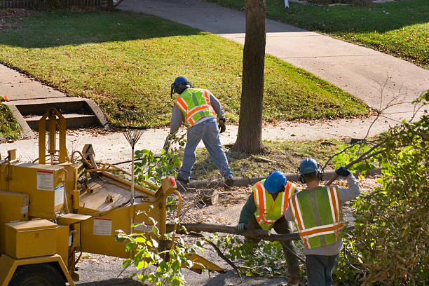 Best Storm Damage Tree Cleanup  in Paris, TX