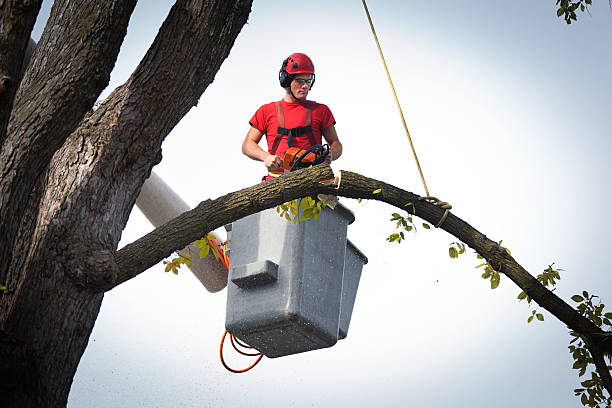 Best Utility Line Clearance  in Paris, TX
